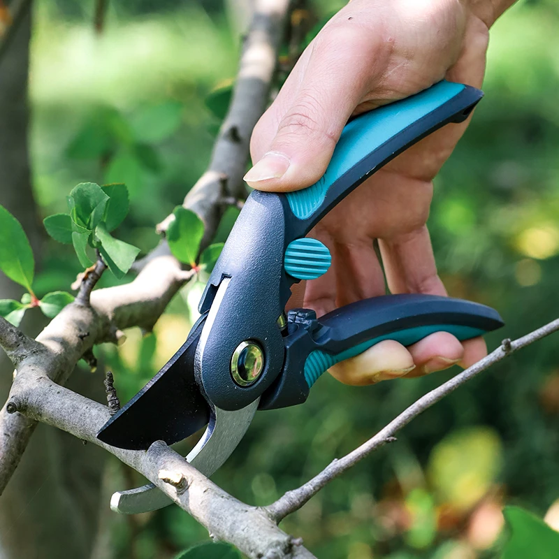 Fruitbomen snoeien, scharen, t - Bonsai Garden Tree recensie en prijs