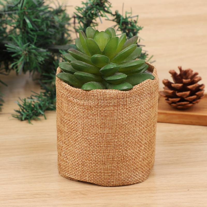 Bonsai Boom Kit Mini Vetplante - Bonsai Garden Grow Kit recensie en prijs